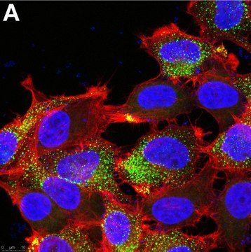 Anti-PIEZO2 Antibody, clone 1H10 ZooMAb&#174; Rabbit Monoclonal recombinant, expressed in HEK 293 cells