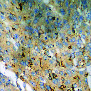 Anti-phospho-CD88/C5aR (pSer338) antibody produced in rabbit affinity isolated antibody