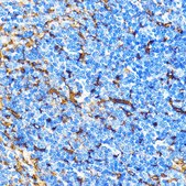 Anti-CD31 antibody produced in rabbit