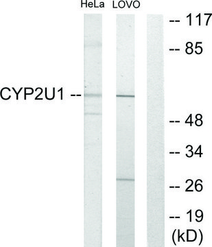 Anti-Cytochrome P450 2U1 antibody produced in rabbit affinity isolated antibody