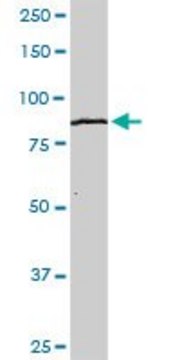 Anti-KLHL4 antibody produced in rabbit purified immunoglobulin, buffered aqueous solution