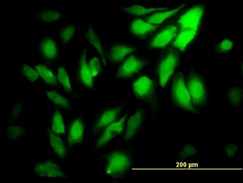 Monoclonal Anti-WDR5 antibody produced in mouse clone 2C2, purified immunoglobulin, buffered aqueous solution