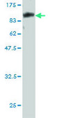 Monoclonal Anti-CAMKK1 antibody produced in mouse clone 1F6, purified immunoglobulin, buffered aqueous solution