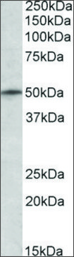 Anti-TRIM35 (N-terminal) antibody produced in goat affinity isolated antibody, buffered aqueous solution