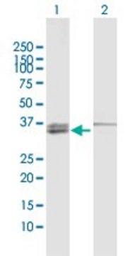 Anti-MECR antibody produced in rabbit purified immunoglobulin, buffered aqueous solution