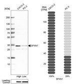 Anti-SFXN1 antibody produced in rabbit Prestige Antibodies® Powered by Atlas Antibodies, affinity isolated antibody, buffered aqueous glycerol solution