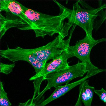 Anti-Acetyl-Histone H3 (Lys23) antibody, Rabbit monoclonal recombinant, expressed in HEK 293 cells, clone RM169, purified immunoglobulin