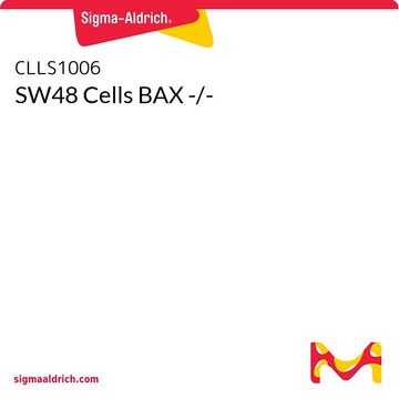 SW48 Cells BAX -/-