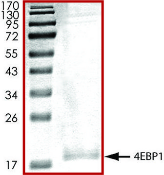 4EBP1, His tagged human recombinant, expressed in baculovirus infected Sf9 cells, &#8805;70% (SDS-PAGE), buffered aqueous glycerol solution