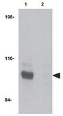 Anti-JPH3 Antibody from rabbit, purified by affinity chromatography