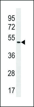 ANTI-POLE2(C-TERMINAL) antibody produced in rabbit affinity isolated antibody, buffered aqueous solution