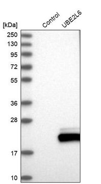 Anti-UBE2L6 antibody produced in rabbit Prestige Antibodies&#174; Powered by Atlas Antibodies, affinity isolated antibody, buffered aqueous glycerol solution