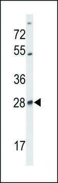 ANTI-SELT (N-TERM) antibody produced in rabbit IgG fraction of antiserum, buffered aqueous solution