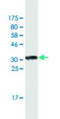 Monoclonal Anti-DAZAP2, (C-terminal) antibody produced in mouse clone 3G21, purified immunoglobulin, buffered aqueous solution
