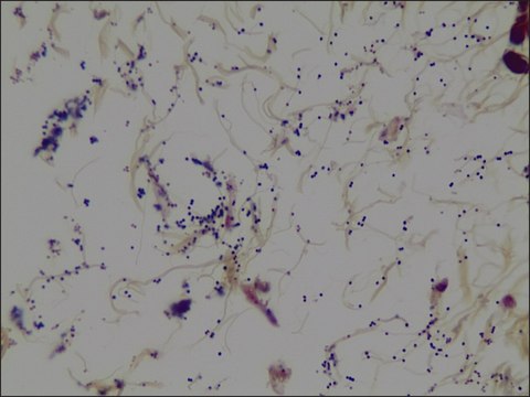 Gram stain for tissue