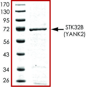 STK32B active, GST tagged human PRECISIO&#174; Kinase, recombinant, expressed in baculovirus infected Sf9 cells, &#8805;70% (SDS-PAGE), buffered aqueous glycerol solution