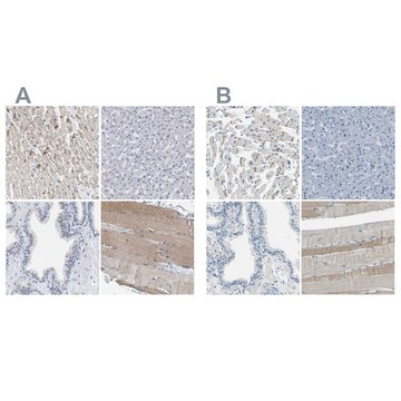 Anti-XIRP1 antibody produced in rabbit Prestige Antibodies&#174; Powered by Atlas Antibodies, affinity isolated antibody, buffered aqueous glycerol solution, Ab1