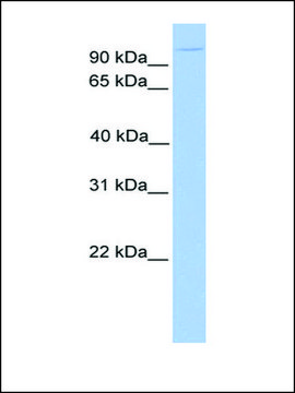 Anti-NUP98 antibody produced in rabbit affinity isolated antibody