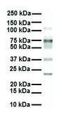 Anti-SLC27A3 antibody produced in rabbit affinity isolated antibody
