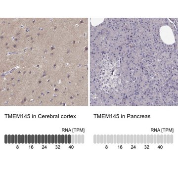 Anti-TMEM145 antibody produced in rabbit Prestige Antibodies&#174; Powered by Atlas Antibodies, affinity isolated antibody