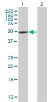 Anti-COCH antibody produced in mouse purified immunoglobulin, buffered aqueous solution