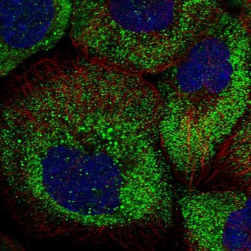 Anti-ARHGAP11A antibody produced in rabbit affinity isolated antibody, buffered aqueous glycerol solution