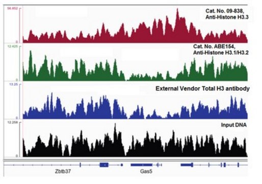 Anti-Histone H3.1/H3.2 Antibody from rabbit, purified by affinity chromatography