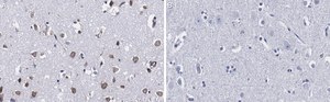 Anti-Ago2 Antibody, clone 2H10 ZooMAb® Rabbit Monoclonal recombinant, expressed in HEK 293 cells