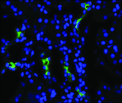 Anti-AQP2 antibody produced in rabbit 1&#160;mg/mL, affinity isolated antibody