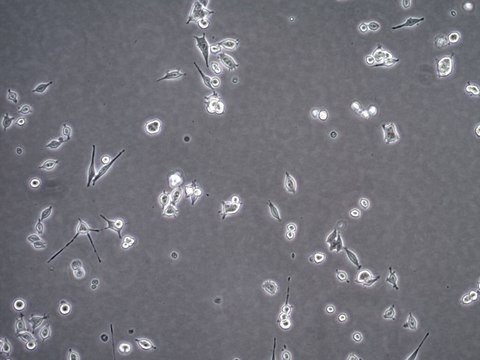 Assay Ready MB49 Mouse Bladder Carcinoma Cell Line