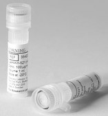 Corning® rLaminin-521 from human, pack of 500 μg