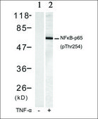 Anti-phospho-RELA (p65/pThr254) antibody produced in rabbit affinity isolated antibody
