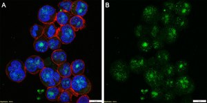 Anti-ZNF683 Antibody, clone 1N19 ZooMAb® Rabbit Monoclonal recombinant, expressed in HEK 293 cells