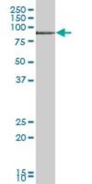 Anti-TIAM2 antibody produced in mouse purified immunoglobulin, buffered aqueous solution