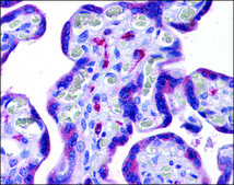 Anti-NLRC3 antibody produced in rabbit affinity isolated antibody