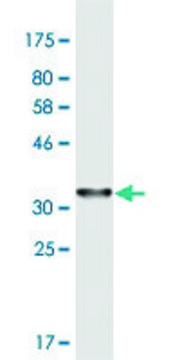 Monoclonal Anti-PPP3CC antibody produced in mouse clone 4D1, purified immunoglobulin, buffered aqueous solution