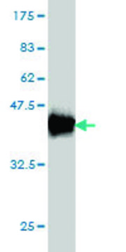 Monoclonal Anti-HMOX1 antibody produced in mouse clone 5C6, purified immunoglobulin, buffered aqueous solution