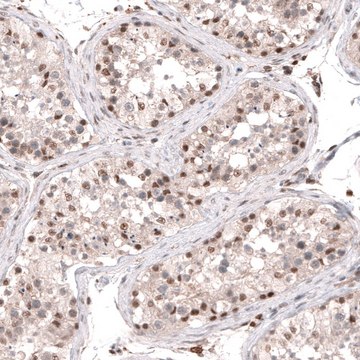 Anti-SMYD2 antibody produced in rabbit Prestige Antibodies&#174; Powered by Atlas Antibodies, affinity isolated antibody, buffered aqueous glycerol solution