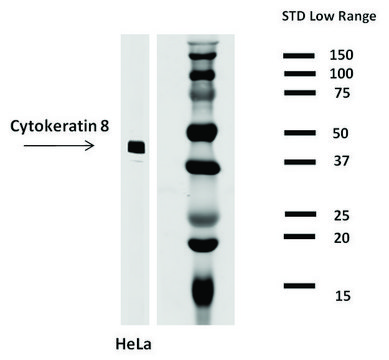 Monoclonal Anti-Cytokeratin 8 antibody produced in mouse clone C-43