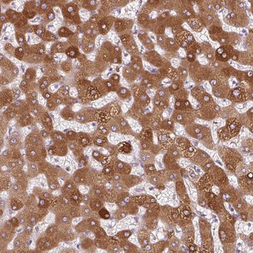 Anti-ORM1 antibody produced in rabbit Prestige Antibodies&#174; Powered by Atlas Antibodies, affinity isolated antibody, buffered aqueous glycerol solution