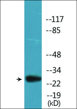 Anti-phospho-BCL-2 (pSer87) antibody produced in rabbit affinity isolated antibody