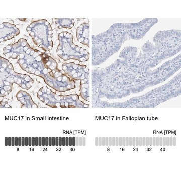 Anti-MUC17 antibody produced in rabbit Prestige Antibodies&#174; Powered by Atlas Antibodies, affinity isolated antibody, buffered aqueous glycerol solution