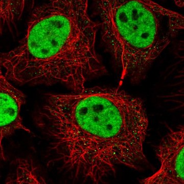 Anti-RNF40 antibody produced in rabbit Prestige Antibodies&#174; Powered by Atlas Antibodies, affinity isolated antibody