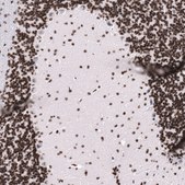 Monoclonal Anti-LHX9 antibody produced in mouse Prestige Antibodies® Powered by Atlas Antibodies, clone CL15043, purified antibody (Protein A)