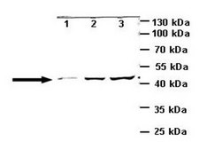 Anti-GRIK2 (AB2) antibody produced in rabbit IgG fraction of antiserum