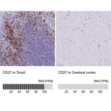 Anti-CD27 antibody produced in rabbit Prestige Antibodies&#174; Powered by Atlas Antibodies, affinity isolated antibody, buffered aqueous glycerol solution