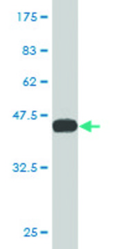 Monoclonal Anti-SCOTIN antibody produced in mouse clone 3G5, purified immunoglobulin, buffered aqueous solution