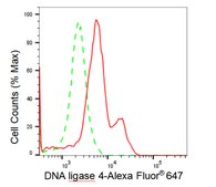 KD-Validated Anti DNA ligase 4 Antibody, clone 23GB2515, Rabbit Monoclonal clone 23GB2515, recombinant rabbit monoclonal, expressed in HEK293 cells