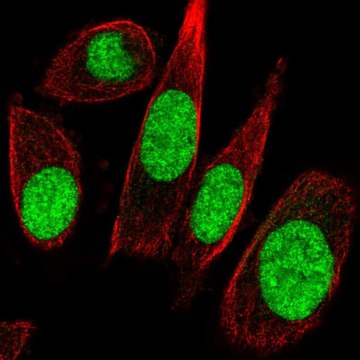 Anti-GTF2E1 antibody produced in rabbit Prestige Antibodies&#174; Powered by Atlas Antibodies, affinity isolated antibody