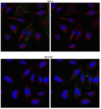 Anti-Kinesin-like protein KIFC3 Antibody from rabbit, purified by affinity chromatography